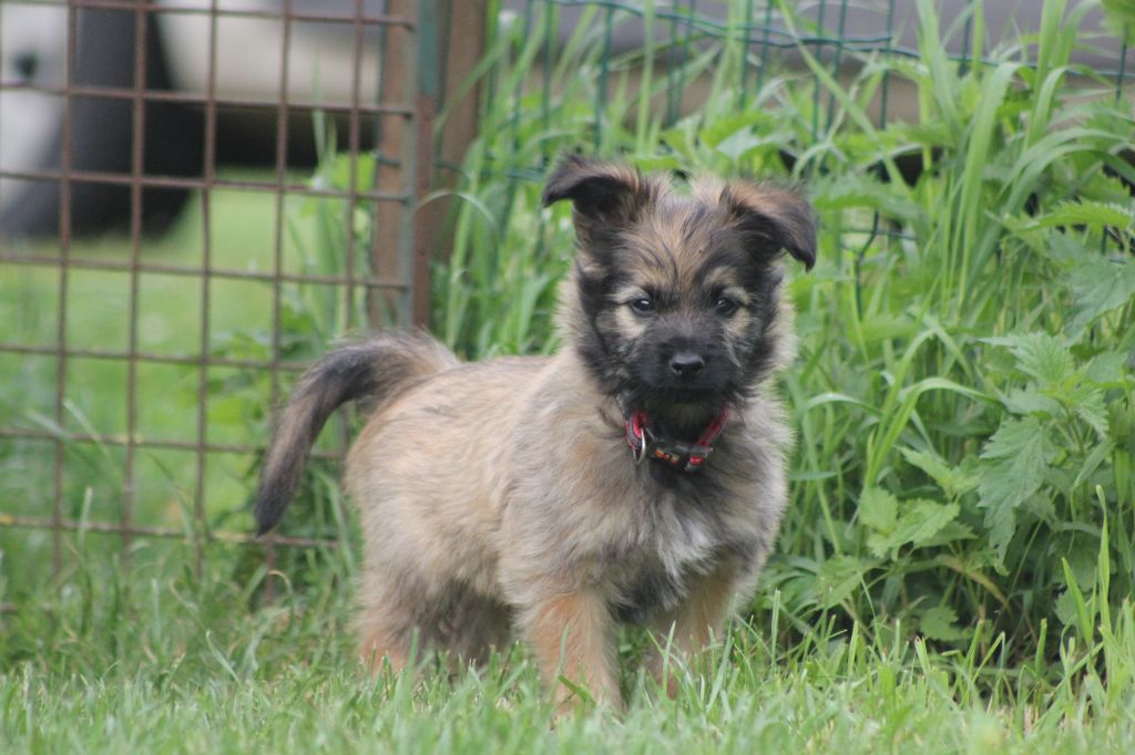 Chiot mâle disponible
