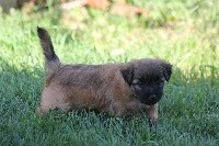 CHIOT