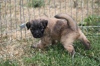 CHIOT