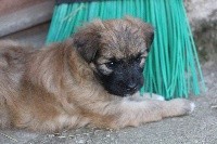CHIOT