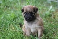 CHIOT