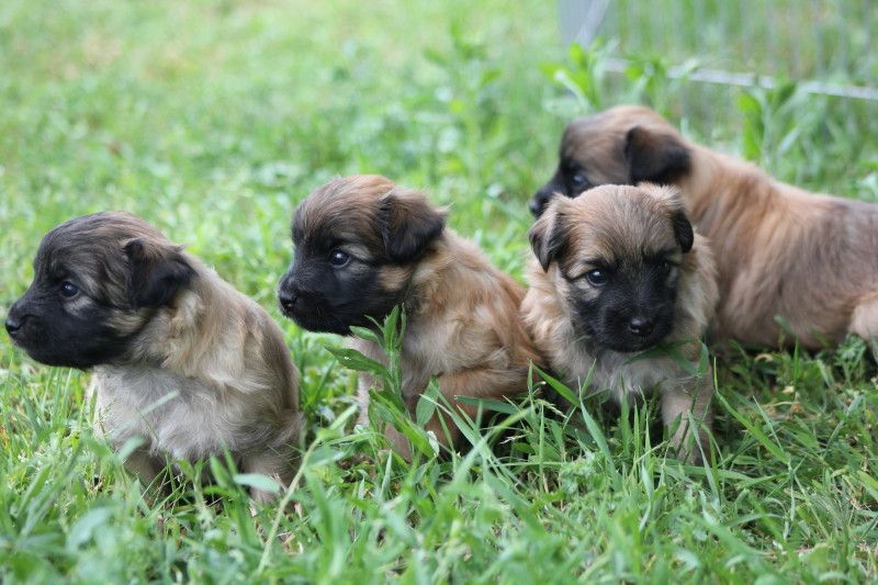 Chiot Berger des Pyrenees à poil long De mauna kea